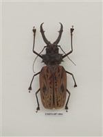 藏品(天牛科(六)外國)的圖片